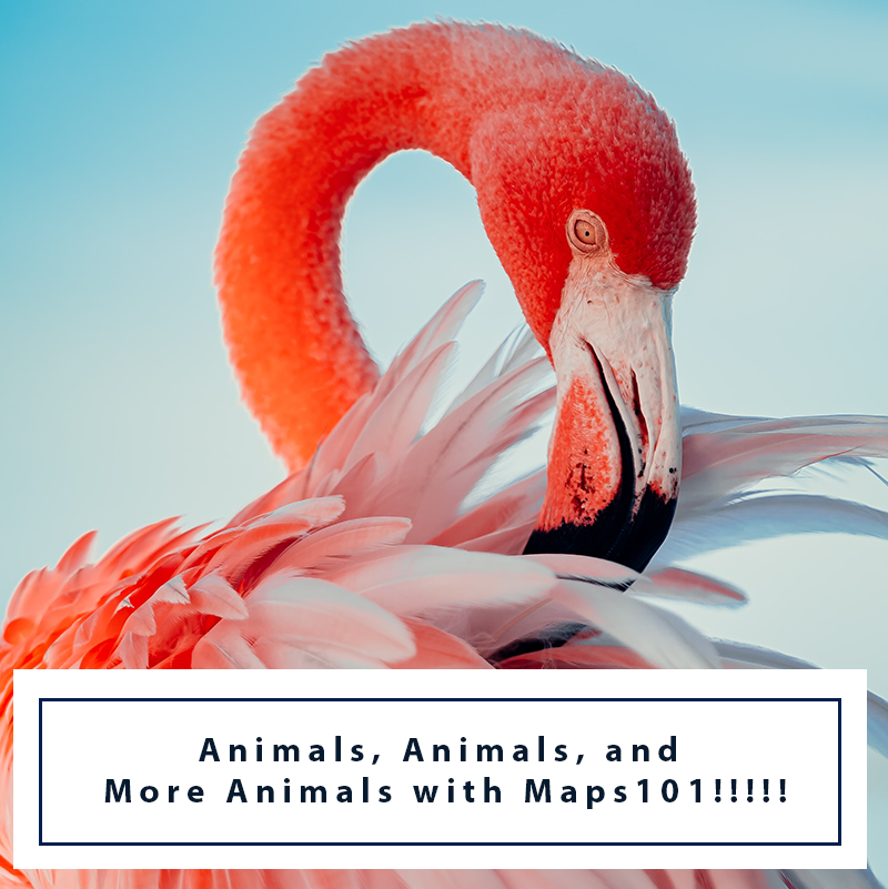 Animals-Animals-and-More-Animals-with-Maps101 Map Geek