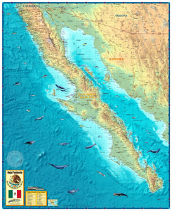 Baja Mexico Wall Map