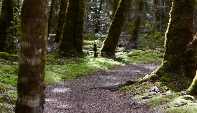 A hiking trail winds through moss-covered trees 