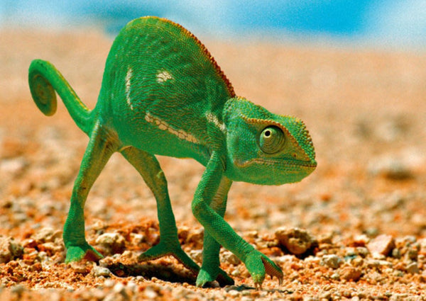 Chameleon 3D Postcard Authentic Cards