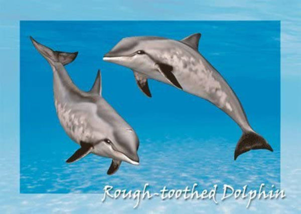Rough Toothed Dolphin 3D Postcard Authentic Cards