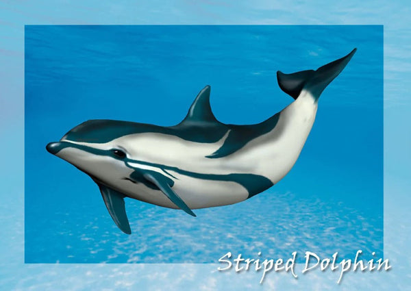 Striped Dolphin 3D Postcard Authentic Cards