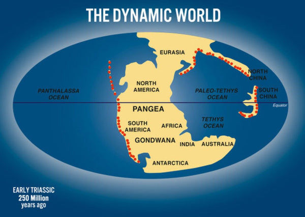 The Dynamic World Postcard Authentic Cards