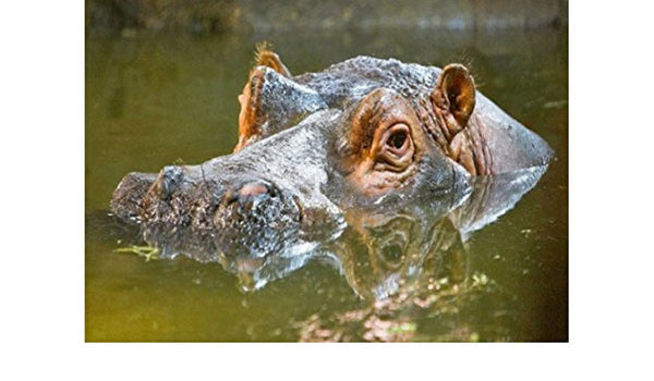 Hippopotamus 3D Postcard Authentic Cards