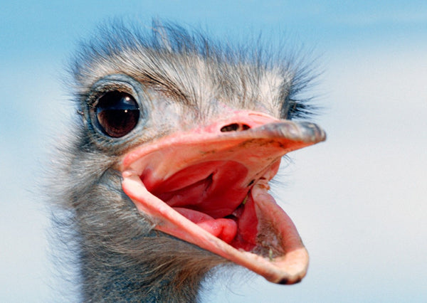 Ostrich 3D Postcard Authentic Cards