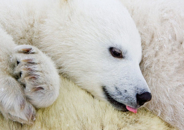 Polar Bear Cub 3D Postcard Authentic Cards
