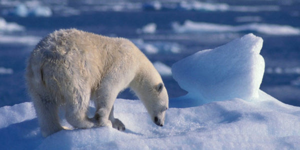 Polar Bear 3D Postcard Authentic Cards