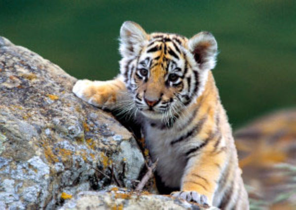 Siberian Tiger Cub 3D Postcard Authentic Cards