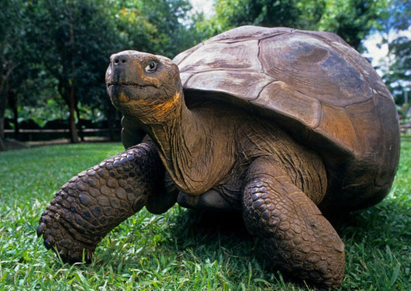 Galapagos Tortoise 3D Postcard Authentic Cards