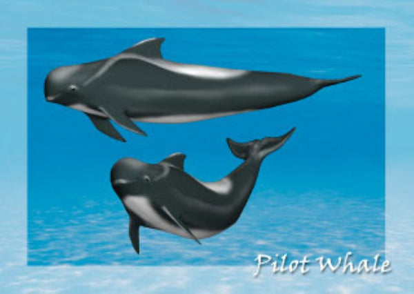 Pilot Whale 3D Postcard Authentic Cards