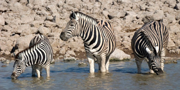 Zebras at Waterhole 3D Postcard Authentic Cards