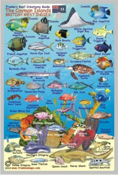 Caribbean Fish Card, Cayman Islands Mini 2010 Frankos Maps Ltd.