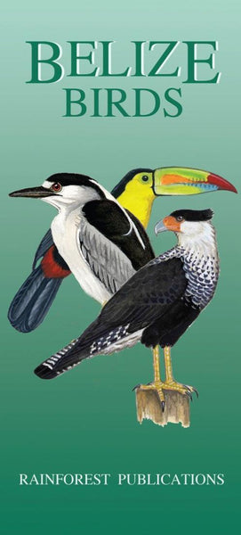 Belize Birds Reference Guide Rainforest Publications