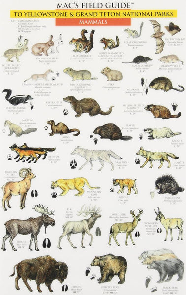 Mac's Field Guide: Yellowstone & Grand Teton Birds and Mammals The Mountaineers Books