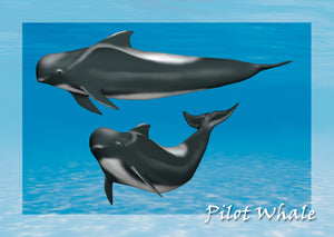 Pilot Whale 3D Postcard by Authentic Cards