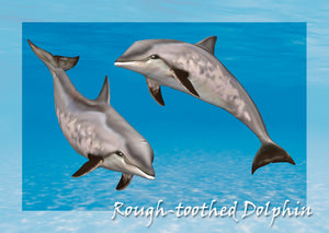 Rough Toothed Dolphin 3D Postcard by Authentic Cards