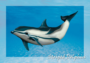 Striped Dolphin 3D Postcard by Authentic Cards