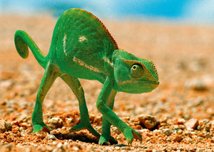 Chameleon 3D Postcard by Authentic Cards