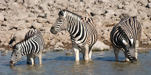 Zebras at Waterhole 3D Postcard by Authentic Cards