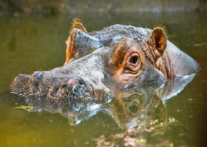 Hippopotamus 3D Postcard by Authentic Cards
