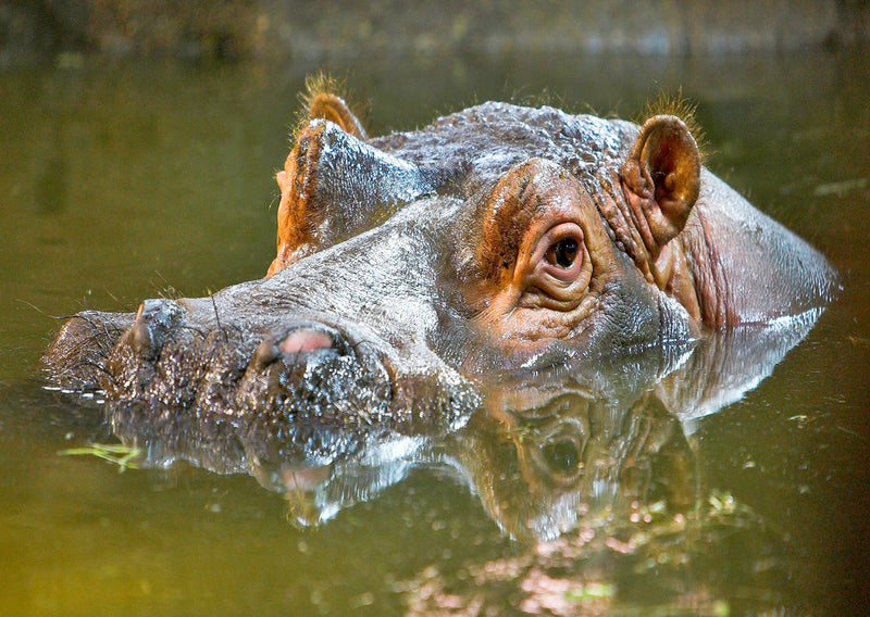 Cover of Hippopotamus-3D-Postcard-