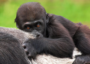 Baby Gorilla 3D Postcard by Authentic Cards
