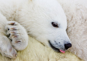 Polar Bear Cub 3D Postcard by Authentic Cards