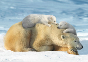 Polar Bear 3D Postcard by Authentic Cards