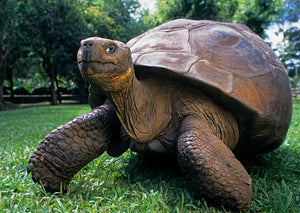 Galapagos Tortoise 3D Postcard by Authentic Cards