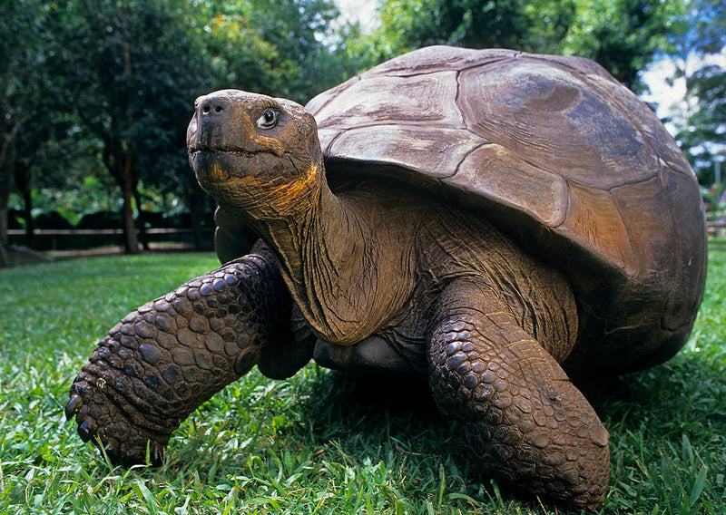 Cover of Galapagos-Tortoise-3D-Postcard-