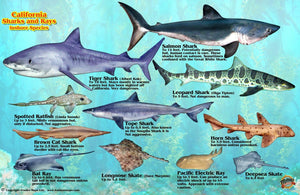 Franko's California Sharks & Rays Map & Identification Card by Frankos Maps Ltd.