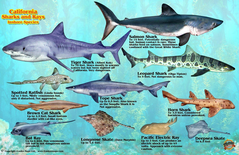 Cover of Franko's California Sharks & Rays Map & Identification Card