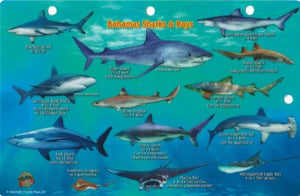 Bahamas Sharks & Rays Map & Identification Card by Frankos Maps Ltd.