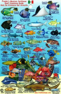 Mexican Caribbean Fish Mini-Card, by Frankos Maps Ltd.