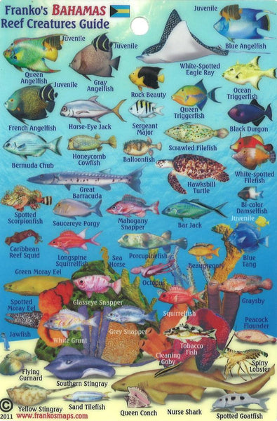 Cover of Bahamas Map & Fish Card, Bahamas Mini