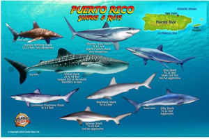 Puerto Rico Sharks & Rays Map & Identification Card by Frankos Maps Ltd.