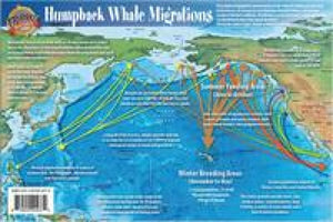 Pacific Humpback Whale Migration and Whale Life Cycles Laminated Card by Frankos Maps Ltd.