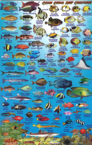 Guam, Reef Creatures of Guam Map & Identification Card by Frankos Maps Ltd.