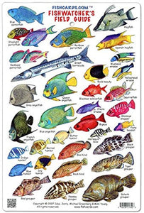 Great Barrier Reef Fishwatcher's Field Guide by Seahawk Press