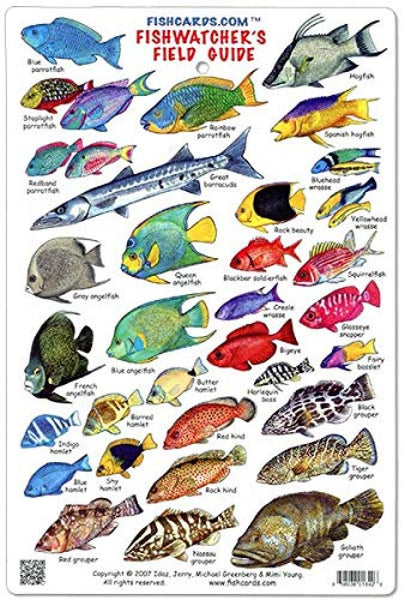 Cover of Great-Barrier-Reef-Fishwatcher's-Field-Guide-