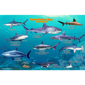 Franko's Florida Sharks and Rays Map & Identification Card by Frankos Maps Ltd.