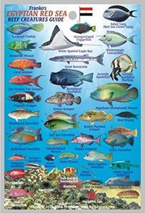 Franko's Egyptian Red Sea Map & Reef Creatures Guide by Frankos Maps Ltd.