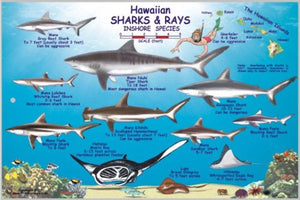 Hawaiian Sharks and Rays Offshore and Inshore Species Map & Identification Card by Frankos Maps Ltd.