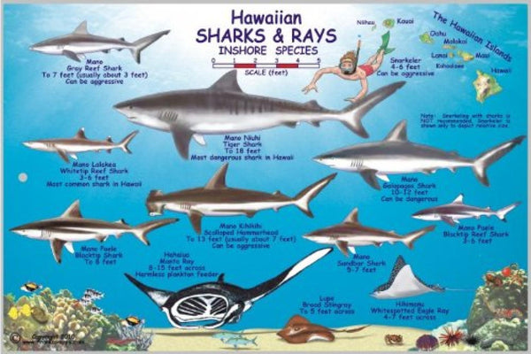 Cover of Hawaiian Sharks and Rays Offshore and Inshore Species Map & Identification Card