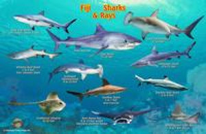Franko's Fiji Sharks & Rays Map & Identification Card by Frankos Maps Ltd.