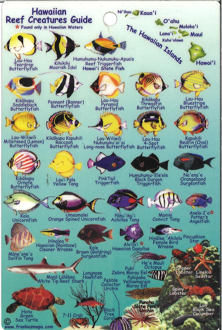 Cover of Hawaiian Reef Creatures Map & Identification Card 