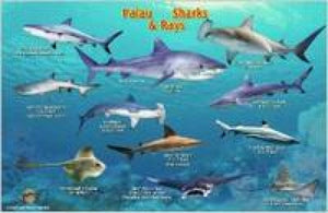 Palau Sharks & Rays Map & Identification Card by Frankos Maps Ltd.