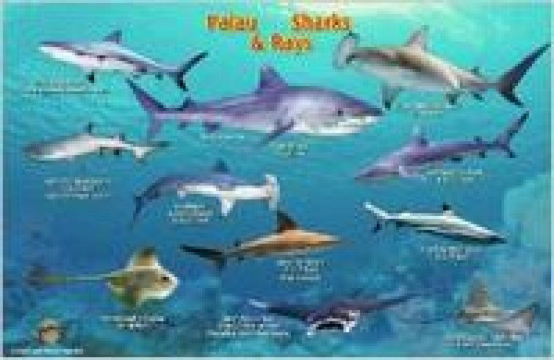 Cover of Palau Sharks & Rays Map & Identification Card