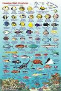 Hawaii, The Big Island, Reef Creatures Map & Identification Guide by Frankos Maps Ltd.