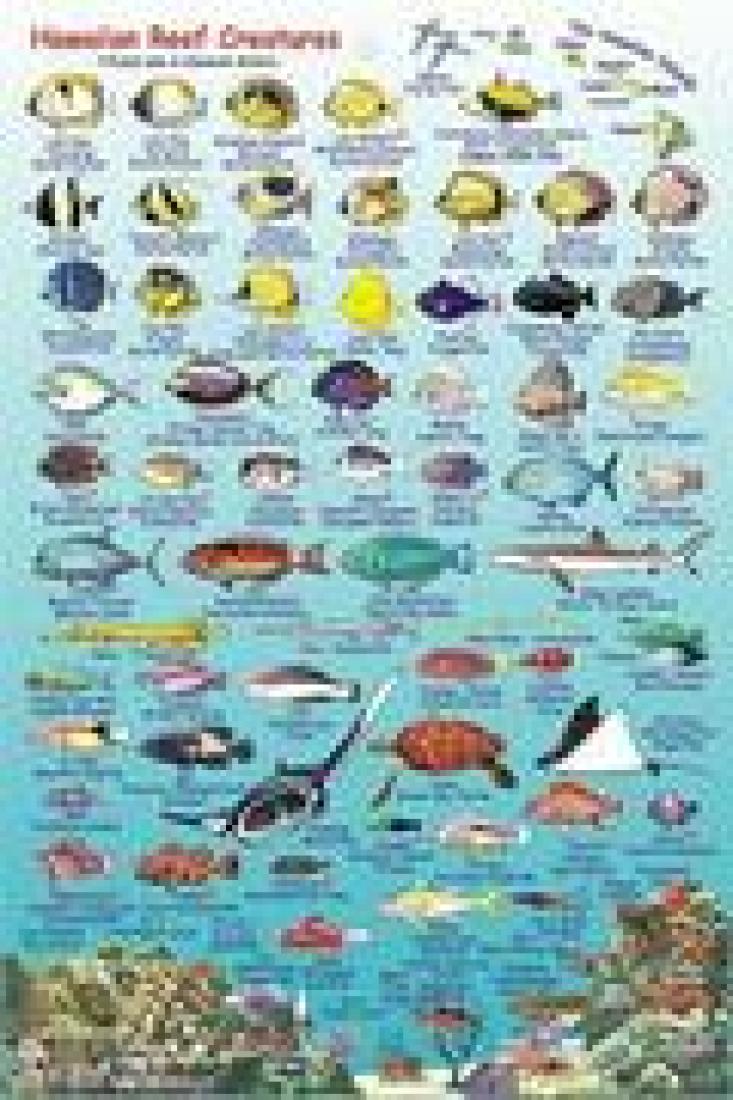Cover of Hawaii, The Big Island, Reef Creatures Map & Identification Guide